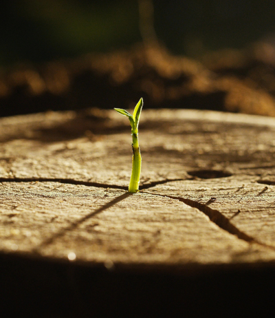 Illustration portfolio web