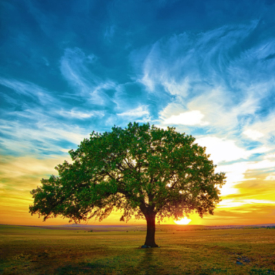 Champignon non vénéneux