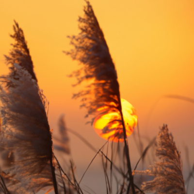 Champignon non vénéneux